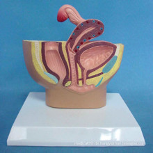 Medizinische Anatomie Weibliche Peritoneale Hohlraummodell für die Lehre (R110216)